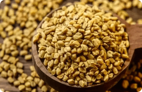 Fenugreek
